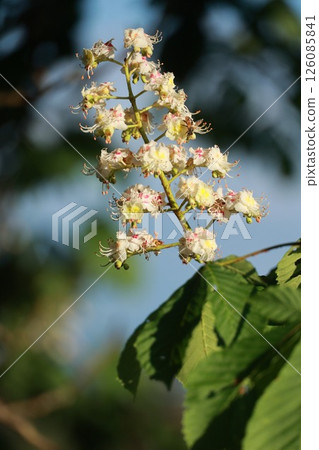 A white flower with pink and yellow petals is blooming on a tree A white flower with pink and yellow petals is blooming on a tree 126085841