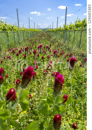 Crimson clover blooming between rows of grapevines in Ivan, Czechia 126085865