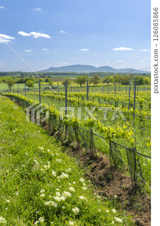 Lush vineyard rows growing under a clear blue sky in South Moravia, Czechia 126085866