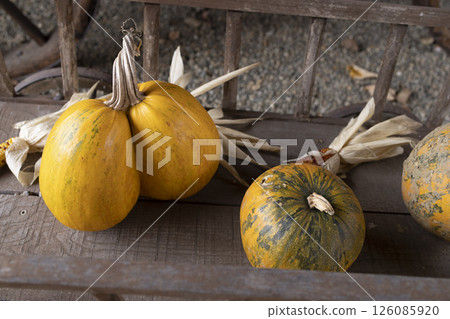 Pumpkins and corn cobs resting on vintage wooden cart 126085920