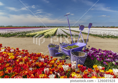 Purple gardening tools among colorful tulips field in Netherlands 126085928