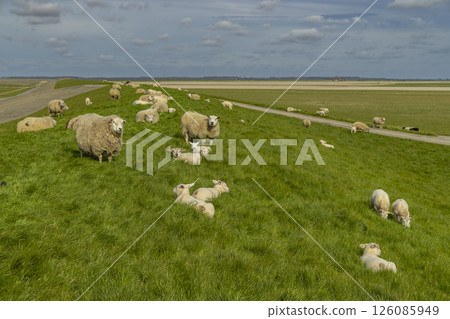 Sheep and lambs grazing on a green dike in Friesland, Netherlands 126085949