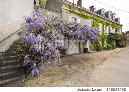 Wisteria blooming on a building in Bouze les Beaune, France Wisteria blooming on a building in Bouze les Beaune, France 126085968