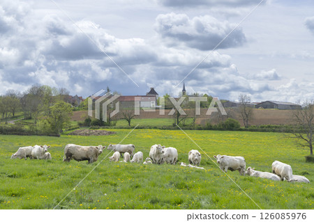 Charolais cattle grazing in green meadow near Cussy la Colonne in Burgundy, France Charolais cattle grazing in green meadow near Cussy la Colonne in Burgundy, France 126085976