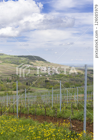 Vineyard blooming with yellow flowers in Saint Sernin du Plain, France 126085979