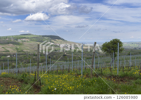 Sprawling vineyard dominating the rolling hills of Saint Sernin du Plain in Bourgogne Franche Comte, France Sprawling vineyard dominating the rolling hills of Saint Sernin du Plain in Bourgogne Franche Comte, France 126085980