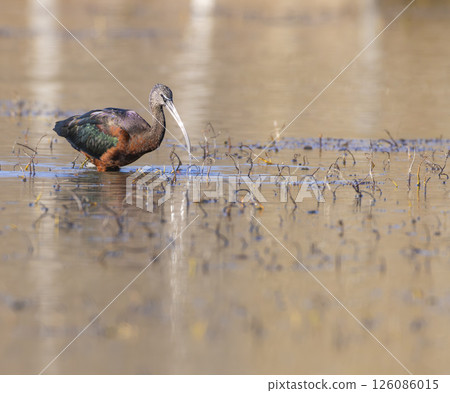 Glossy ibis wading in shallow marsh water searching for food Glossy ibis wading in shallow marsh water searching for food 126086015