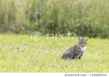 Tabby cat sitting in green grass in Haczow, Poland Tabby cat sitting in green grass in Haczow, Poland 126086034