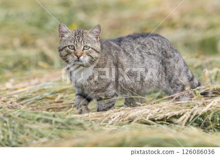 European wildcat walking on grass in Haczow, Poland European wildcat walking on grass in Haczow, Poland 126086036