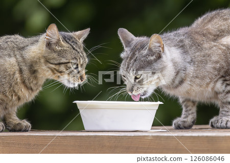 Two cats drinking milk from white bowl in Lutowiska, Poland 126086046