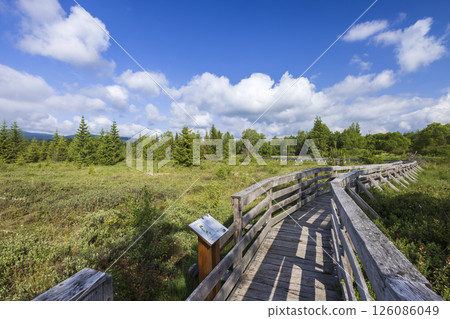 Wooden boardwalk winding through wetlands in Lutowiska, Poland, under a summer sky 126086049