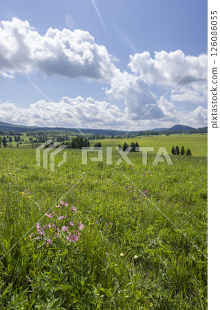 Wildflowers growing in meadow of Bieszczady mountains in Poland Wildflowers growing in meadow of Bieszczady mountains in Poland 126086055