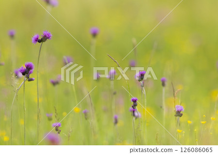 Purple thistle flowers growing in green meadow in Poland Purple thistle flowers growing in green meadow in Poland 126086065