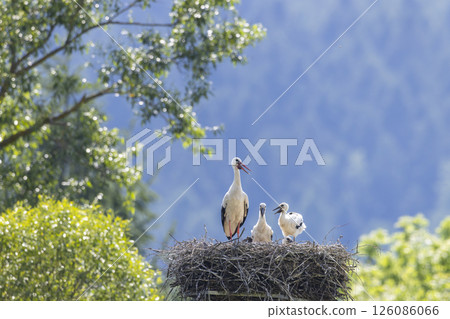 White stork family resting in nest on sunny day in Poland 126086066