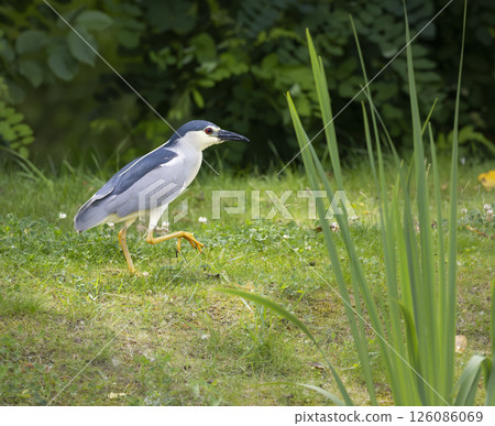 Black crowned night heron walking on grass near pond 126086069