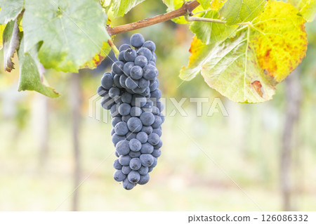 Blue grapes Pinot Noir in autumn vineyard, Southern Moravia, Czech Republic Blue grapes Pinot Noir in autumn vineyard, Southern Moravia, Czech Republic 126086332