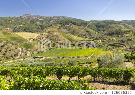 Typical vineyard near Tua, Alto Douro, Portugal Typical vineyard near Tua, Alto Douro, Portugal 126086333