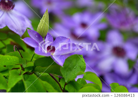 Tessen flowers and buds wet with rain 126086413