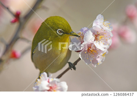 White-eye on white plum blossoms in full bloom (spring image) (Indian summer image) 126086437
