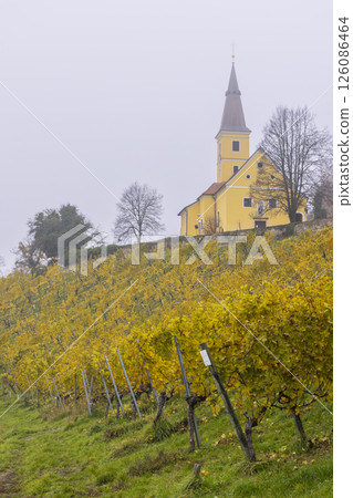 Yellow church towering over golden vineyards in Kapfenstein, Austria, during autumn foggy day Yellow church towering over golden vineyards in Kapfenstein, Austria, during autumn foggy day 126086464