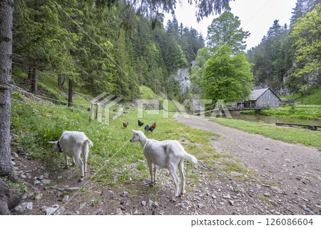 Goats Grazing in Scenic Slovak Countryside Landscape Goats Grazing in Scenic Slovak Countryside Landscape 126086604