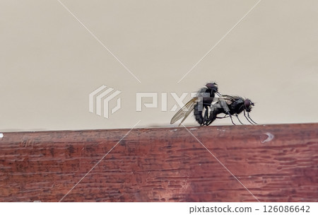 Macro of The flies are breeding on the leaves. Scientific name Diptera. 126086642