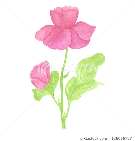 Hand drawn watercolor wildflower. Flower of the field isolated on white background. Can be used for postcard, label, scrapbook and other printed products. Hand drawn watercolor wildflower. Flower of the field isolated on white background. Can be used for postcard, label, scrapbook and other printed products. 126086797