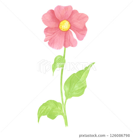 Hand drawn watercolor wildflower. Flower of the field isolated on white background. Can be used for postcard, label, scrapbook and other printed products. 126086798