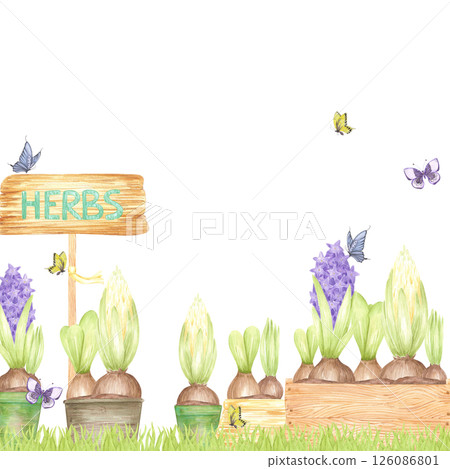 Hand drawn watercolor blooming hyacinth bulbs and butterflies, garden frame border, flowers isolated on white background. Can be used for postcard, label, scrapbook and other printed products. 126086801