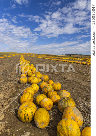 Pumpkin harvest in autumn time, Lower Austria, Austria 126086847