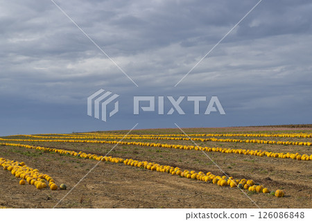 Pumpkin harvest in autumn time, Lower Austria, Austria 126086848