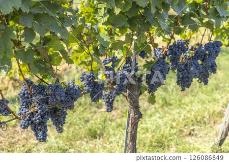 Vineyard with Zweigeltrebe (Zweigeltrebe Blau), Lower Austria, Austria 126086849