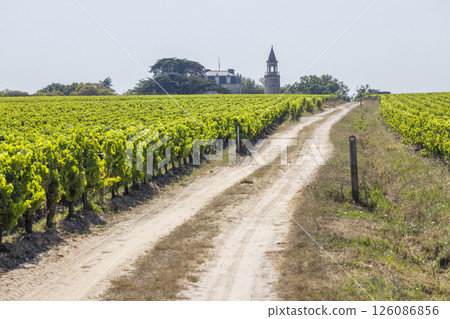 Typical vineyards near Chateau la Tour de By, Bordeaux, Aquitaine, France 126086856