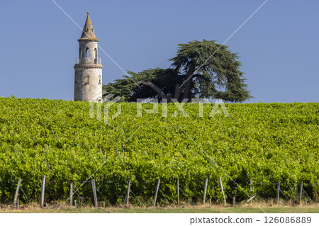 Typical vineyards near Chateau la Tour de By, Bordeaux, Aquitaine, France Typical vineyards near Chateau la Tour de By, Bordeaux, Aquitaine, France 126086889