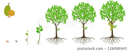 Cycle of growth of jackfruit tree on a white background. Cycle of growth of jackfruit tree on a white background. 126086945