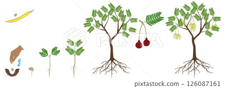 Cycle of growth of parkia biglobosa mimosaceae tree on a white background. 126087161