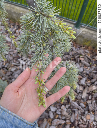 Branch with buds of Cedrus libani in early spring in a woman's hand. Branch with buds of Cedrus libani in early spring in a woman's hand. 126087180