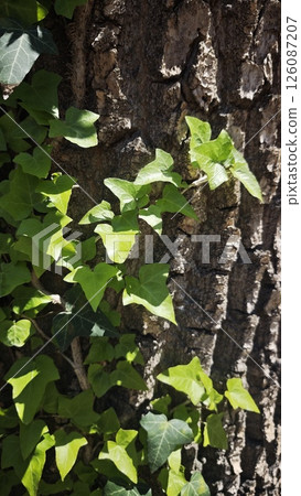 Green ivy leaves climb the rough bark of a tree 126087207