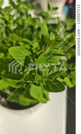 Close-up of fresh mint leaves growing in a pot 126087212