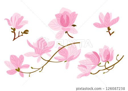 Hand drawn vector set of blooming pink magnolia 126087238