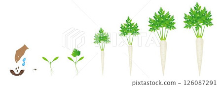 Cycle of growth of root parsley plant isolated on a white background. 126087291