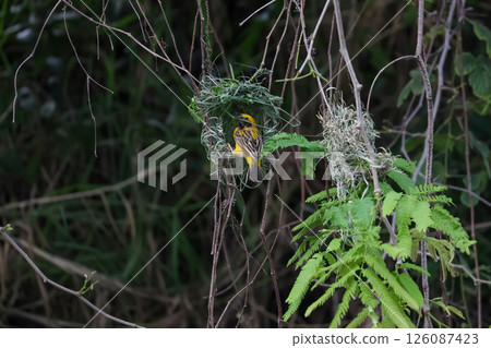 The yellow bird on Build nest from dry stick hay in nature The yellow bird on Build nest from dry stick hay in nature 126087423