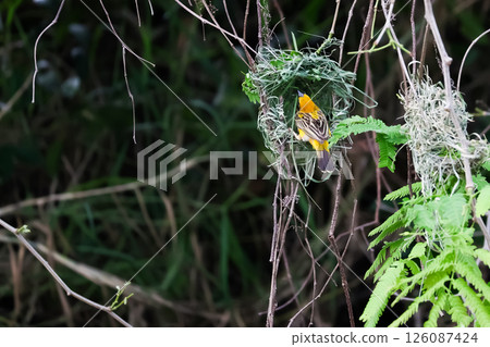 The yellow bird on Build nest from dry stick hay in nature The yellow bird on Build nest from dry stick hay in nature 126087424