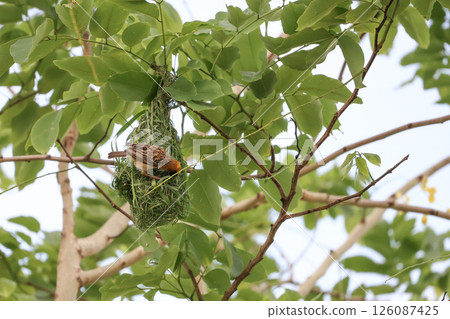 The yellow bird on Build nest from dry stick hay in nature 126087425