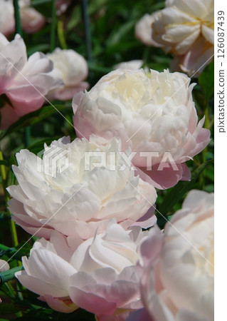 Peony Roosevelt 126087439
