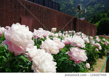 牡丹·羅斯福 126087440