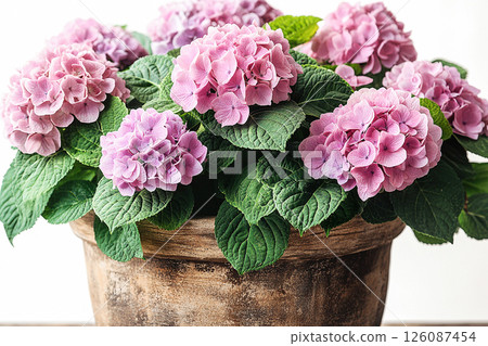 Big Hydrangea bush in rustic pot with fleshy leaves and pink flowers on a white background. Big Hydrangea bush in rustic pot with fleshy leaves and pink flowers on a white background. 126087454