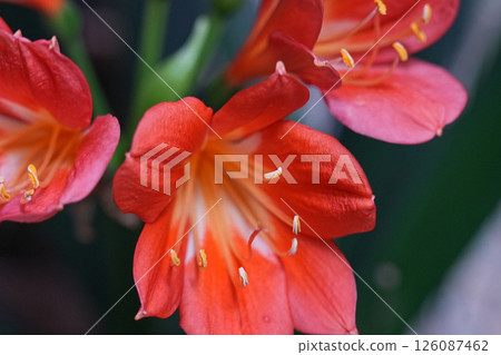 Clivia red 126087462