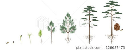 Cycle of growth of scots pine tree on a white background. Cycle of growth of scots pine tree on a white background. 126087473