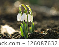 Snowdrops first spring flowers. 126087632